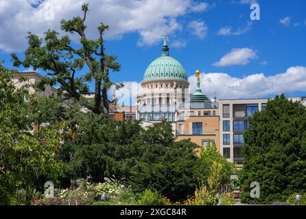 Potsdam, Allemagne. 08 juillet 2024. Par temps ensoleillé, les flèches de l'église Nikolai et du musée de Potsdam peuvent être vues au-dessus des arbres et des buissons qui poussent sur Friendship Island. Crédit : Soeren Stache/dpa/ZB/dpa/Alamy Live News Banque D'Images