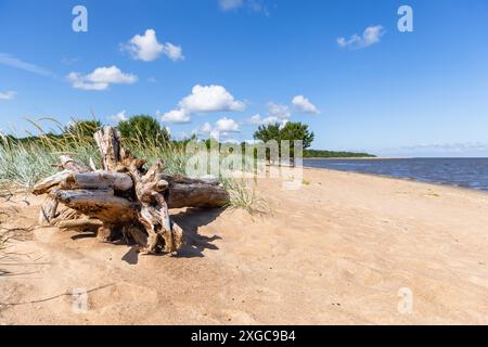 Photo de paysage naturel avec une vieille souche posée sur du sable sous le ciel bleu avec des nuages sur une journée d'été ensoleillée. Golfe de Finlande, côte de la mer Baltique Banque D'Images