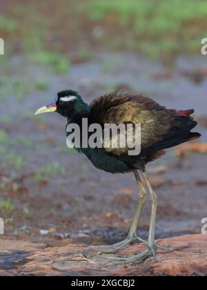 Jacana aux ailes de bronze - Un oiseau de taille moyenne, trouvé dans les zones humides et les marais. Banque D'Images