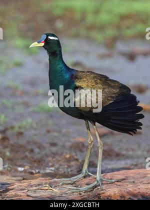 Jacana aux ailes de bronze - Un oiseau de taille moyenne, trouvé dans les zones humides et les marais. Banque D'Images