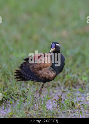 Jacana aux ailes de bronze - Un oiseau de taille moyenne, trouvé dans les zones humides et les marais. Banque D'Images