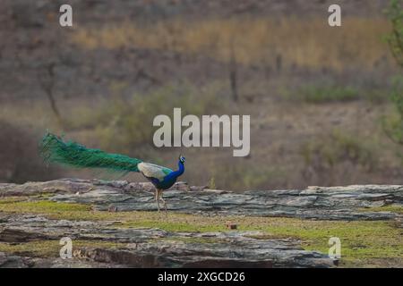 Le peafowl indien, également connu sous le nom de peafowl commun ou Blue Peafowl, est une espèce de peafowl originaire du sous-continent indien. Banque D'Images