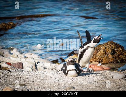 Africain, Cap, Sud-Africain, Jackass pingouins sauvages (Spheniscus demersus) paire ou deux près sur une plage à Betty's Bay, Western Cape, Afrique du Sud Banque D'Images