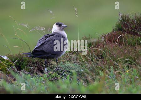 Gros plan d'un skua arctique perché sur le sol entouré de plantes vertes. Île de Handa, Écosse Banque D'Images