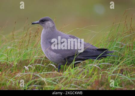 Gros plan d'un skua arctique perché sur le sol entouré d'herbe verte. Île de Handa, Écosse Banque D'Images