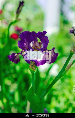 Fleurs d'iris florissantes dans le jardin. Fond naturel floral, carte de voeux, ambiance festive. Carte postale Iridaceae design, soleil brillant Banque D'Images