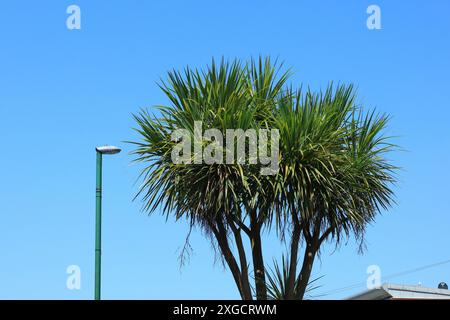 Chou de Nouvelle-Zélande, un palmier tropical poussant sur la côte sud anglaise. Ciel bleu éclatant. Banque D'Images