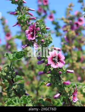 Fleurs roses : mauve d'arbre ou mauve commune, fleurit fréquemment dans les villes balnéaires de la côte sud anglaise en raison de son adaptabilité à l'air salé. Banque D'Images