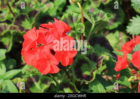 Gros plan d'un géranium rouge vif et audacieux entouré de feuilles vertes. Banque D'Images