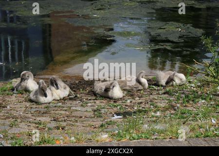 Une famille de six jeunes cygnes ou cygnets, sur le rivage à côté d'un canal dans le sud de l'Angleterre. Banque D'Images