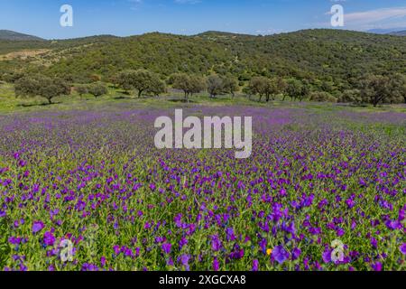 Viborera (Echium vulgare). Fleurs violettes dans un champ à l'extérieur de Grenade, Andalousie, Espagne Banque D'Images