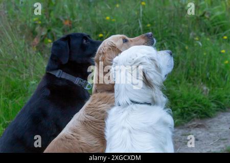 Un labrador retriever noir et deux Golden retrievers regardant vers le propriétaire. Banque D'Images