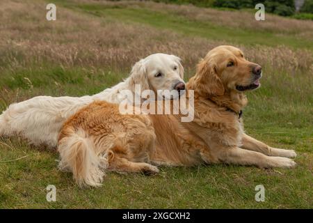 Deux Golden retrievers couchés (un pâle, un doré) sur Baildon Moor, Yorkshire. Banque D'Images