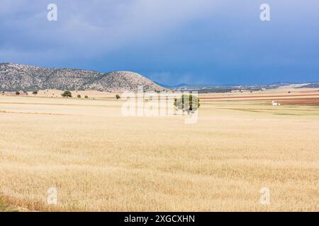 Champ de céréales sous un ciel pluvieux, champ de Murcie, Espagne, europe. Banque D'Images