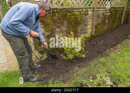 Un jardinier masculin plantant une 'boîte de Noël' (Sarcococca confusa) dans un nouveau lit de jardin. L'homme utilise une bêche de jardin pour placer la terre autour de la plante. Banque D'Images