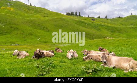 Vache brune sur le pâturage dans les Alpes de Bregenzerwald, vache sans cornes se tient devant moi, troupeau de vaches mange dans le pré et les veaux se reposent, Banque D'Images