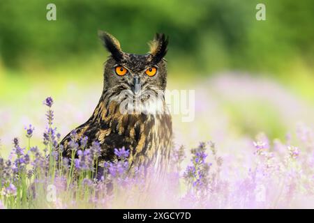 Un grand hibou à cornes est assis dans un pré dans les plantes et regarde autour. Banque D'Images