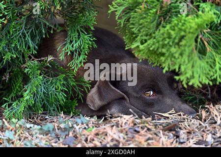 Tête de chien brun couché sur le sol à l'ombre sous la brousse ombragée pendant la chaude journée d'été scrutant avec des yeux curieux Banque D'Images