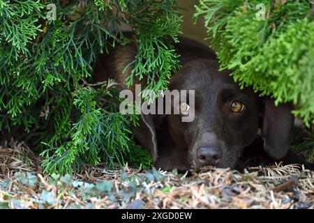 Tête de chien brun couché sur le sol à l'ombre sous la brousse ombragée pendant la chaude journée d'été scrutant avec des yeux curieux Banque D'Images