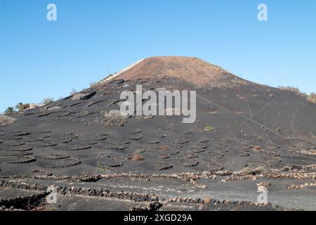 Vignobles poussant dans un trou sous la surface de la terre, à l'abri du vent et pour obtenir toute l'humidité. Chaque trou a un petit mur de pierre. La Banque D'Images