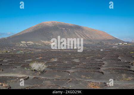 Vignobles poussant dans un trou sous la surface de la terre, à l'abri du vent et pour obtenir toute l'humidité. Chaque trou a un petit mur de pierre. La Banque D'Images