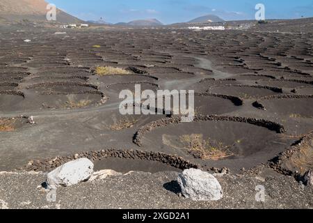 Vignobles poussant dans un trou sous la surface de la terre, à l'abri du vent et pour obtenir toute l'humidité. Chaque trou a un petit mur de pierre. La Banque D'Images