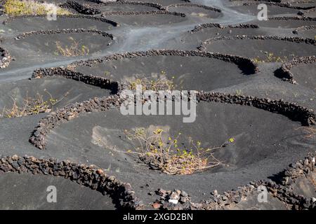 Vignobles poussant dans un trou sous la surface de la terre, à l'abri du vent et pour obtenir toute l'humidité. Chaque trou a un petit mur de pierre. La Banque D'Images