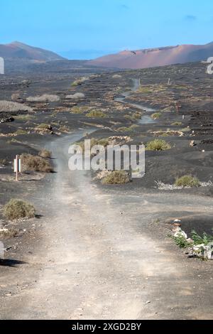 Route de gravier jusqu'à une colline. Vignobles poussant dans un trou sous la surface de la terre, à l'abri du vent et pour obtenir toute l'humidité. Chaque trou a Banque D'Images