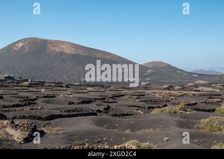 Vignobles poussant dans un trou sous la surface de la terre, à l'abri du vent et pour obtenir toute l'humidité. Chaque trou a un petit mur de pierre. La Banque D'Images