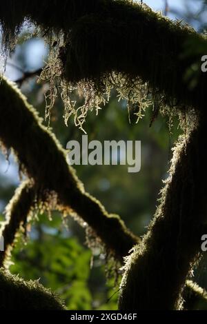 Moss Covered branches, Wallace Falls, Australie occidentale Banque D'Images