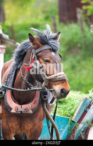 Chariot de transport de chevaux dans les Balkans, transporter de l'herbe verte Banque D'Images