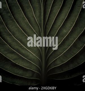 Gros plan macro de feuille de jungle tropicale vert sauge avec texture veines, concept stylisé de fond de nature naturelle terreuse chic avec espace de copie Banque D'Images