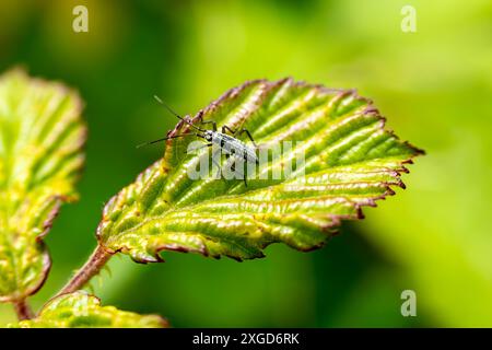 Insecte de plante de prairie (leptopterna dolabrata) insecte nymphe insecte couramment trouvé dans les zones herbeuses et peut être un ravageur de jardin pour l'herbe de pelouse du jardinier, stock pho Banque D'Images