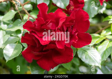 Rosas graves de Vayres Banque D'Images