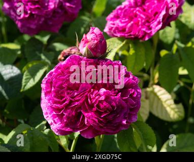 Rosa 'Charles de Mills' syn. 'Triomphant bizarre' Banque D'Images