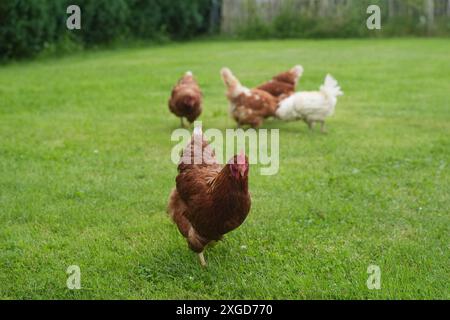 PRODUCTION - 03 juillet 2024, Schleswig-Holstein, Großenbrode : les poulets traversent une prairie dans le 'Chicken Village'. Sept poules et deux coqs peuplent actuellement le jardin de Regenstein à Großenbrode dans le quartier d'Ostholstein. « Ici, ils ont la lumière du jour, le soleil et l'air frais, ils peuvent courir, picorer, gratter dans le sable et prendre un bain de sable », explique Regenstein. Jusqu'à présent, les animaux ont passé leur vie dans l'élevage industriel avec neuf poulets par mètre carré. Photo : Marcus Brandt/dpa Banque D'Images