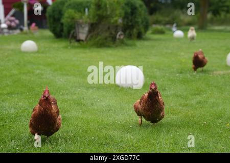 PRODUCTION - 03 juillet 2024, Schleswig-Holstein, Großenbrode : les poulets traversent une prairie dans le 'Chicken Village'. Sept poules et deux coqs peuplent actuellement le jardin de Regenstein à Großenbrode dans le quartier d'Ostholstein. « Ici, ils ont la lumière du jour, le soleil et l'air frais, ils peuvent courir, picorer, gratter dans le sable et prendre un bain de sable », explique Regenstein. Jusqu'à présent, les animaux ont passé leur vie dans l'élevage industriel avec neuf poulets par mètre carré. Photo : Marcus Brandt/dpa Banque D'Images