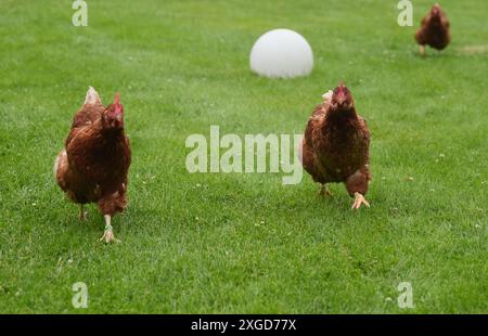 PRODUCTION - 03 juillet 2024, Schleswig-Holstein, Großenbrode : les poulets traversent une prairie dans le 'Chicken Village'. Sept poules et deux coqs peuplent actuellement le jardin de Regenstein à Großenbrode dans le quartier d'Ostholstein. « Ici, ils ont la lumière du jour, le soleil et l'air frais, ils peuvent courir, picorer, gratter dans le sable et prendre un bain de sable », explique Regenstein. Jusqu'à présent, les animaux ont passé leur vie dans l'élevage industriel avec neuf poulets par mètre carré. Photo : Marcus Brandt/dpa Banque D'Images