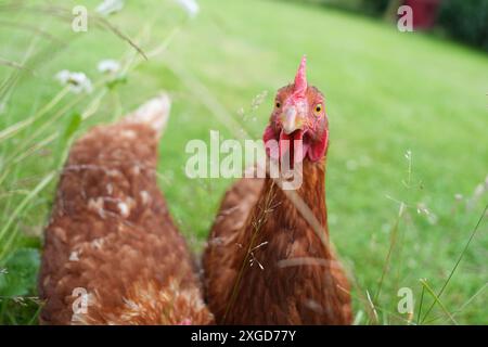 PRODUCTION - 03 juillet 2024, Schleswig-Holstein, Großenbrode : les poulets traversent une prairie dans le 'Chicken Village'. Sept poules et deux coqs peuplent actuellement le jardin de Regenstein à Großenbrode dans le quartier d'Ostholstein. « Ici, ils ont la lumière du jour, le soleil et l'air frais, ils peuvent courir, picorer, gratter dans le sable et prendre un bain de sable », explique Regenstein. Jusqu'à présent, les animaux ont passé leur vie dans l'élevage industriel avec neuf poulets par mètre carré. Photo : Marcus Brandt/dpa Banque D'Images