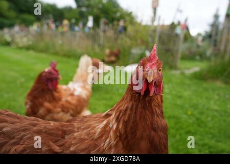 PRODUCTION - 03 juillet 2024, Schleswig-Holstein, Großenbrode : les poulets traversent une prairie dans le 'Chicken Village'. Sept poules et deux coqs peuplent actuellement le jardin de Regenstein à Großenbrode dans le quartier d'Ostholstein. « Ici, ils ont la lumière du jour, le soleil et l'air frais, ils peuvent courir, picorer, gratter dans le sable et prendre un bain de sable », explique Regenstein. Jusqu'à présent, les animaux ont passé leur vie dans l'élevage industriel avec neuf poulets par mètre carré. Photo : Marcus Brandt/dpa Banque D'Images