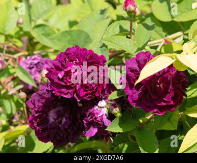 Rosa 'Cardinal de Richelieu' Banque D'Images