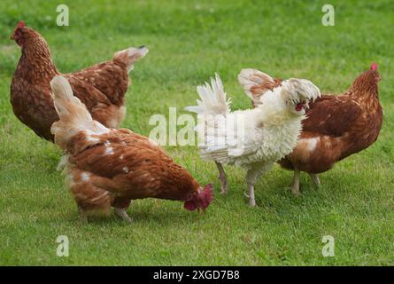 PRODUCTION - 03 juillet 2024, Schleswig-Holstein, Großenbrode : les poulets traversent une prairie dans le 'Chicken Village'. Sept poules et deux coqs peuplent actuellement le jardin de Regenstein à Großenbrode dans le quartier d'Ostholstein. « Ici, ils ont la lumière du jour, le soleil et l'air frais, ils peuvent courir, picorer, gratter dans le sable et prendre un bain de sable », explique Regenstein. Jusqu'à présent, les animaux ont passé leur vie dans l'élevage industriel avec neuf poulets par mètre carré. Photo : Marcus Brandt/dpa Banque D'Images