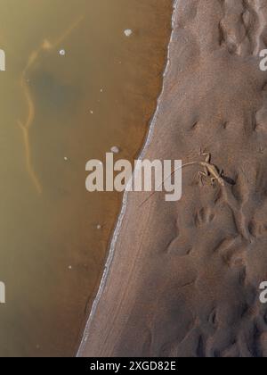 Le basilic commun (Basiliscus basiliscus) une espèce de lézard de la famille des Corytophanidae se prélasse sur la boue de la rivière Tarcoles, au Costa Rica. Banque D'Images