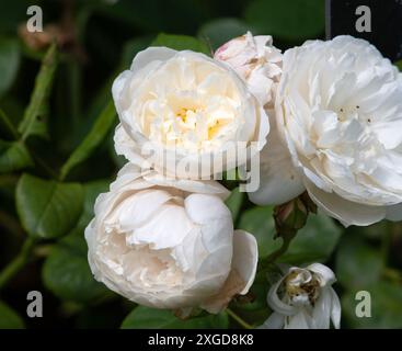 Rosa William et Catherine Banque D'Images