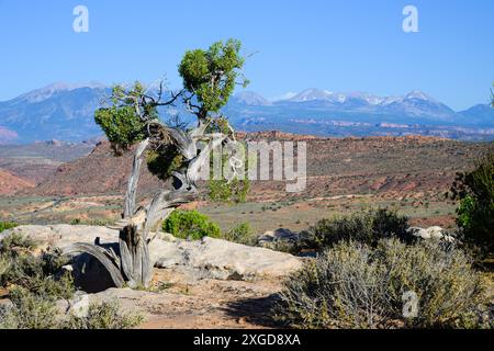 Ostéosperme Juniper Juniperus de l'Utah sur la crête du parc national des Arches et ciel bleu Banque D'Images