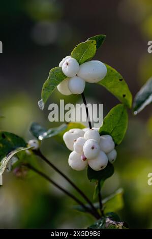 Branche de la neigeuse commune (Symphoricarpos albus) avec des fruits blancs en automne. Recadrage vertical. Banque D'Images