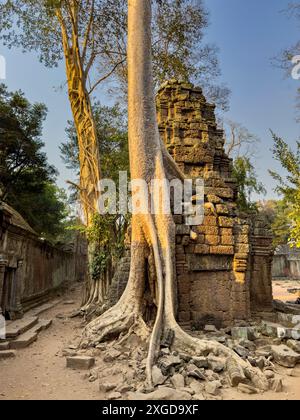 Temple Ta Prohm, un monastère bouddhiste Mahayana construit à la fin du 12ème siècle pour le roi khmer Jayavarman VII, Angkor, site du patrimoine mondial de l'UNESCO, Cambo Banque D'Images