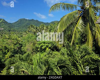 Forêt tropicale, Rarotonga, Îles Cook, Pacifique Sud, Pacifique Banque D'Images