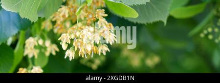 Tilia cordata en fleur. Branche fleurie d'un arbre d'été de parc avec des inflorescences parfumées. Fleurs de tilleul fraîches. Belle bannière écologique avec nat Banque D'Images