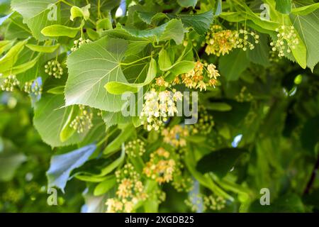 Branche fleurie d'un arbre d'été de parc avec des inflorescences parfumées. Des fleurs de tilleul fraîches se rapprochent. Tilia cordata en fleur Banque D'Images
